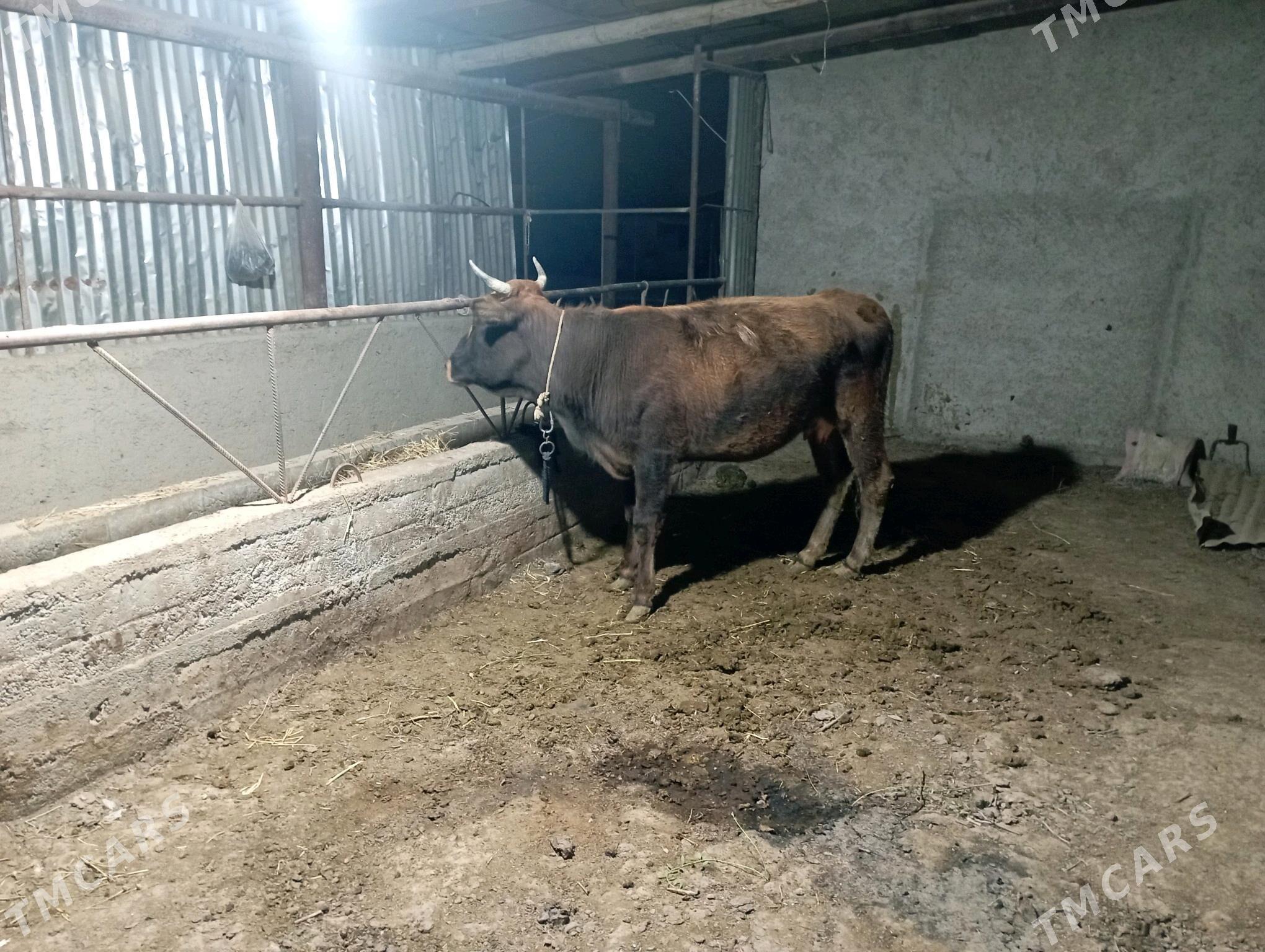 gysyr Sygyr - Гёкдепе - img 2