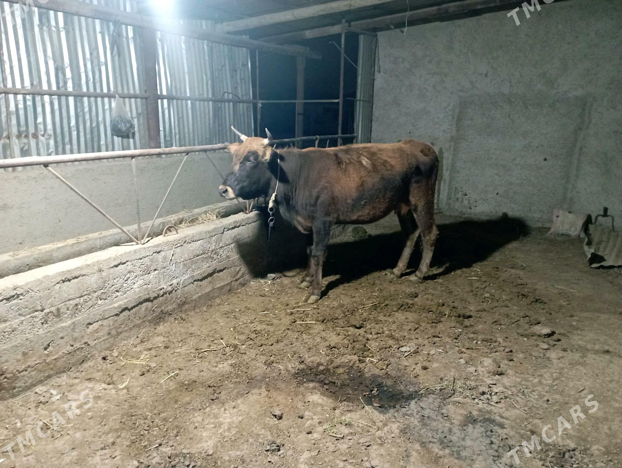 gysyr Sygyr - Гёкдепе - img 1