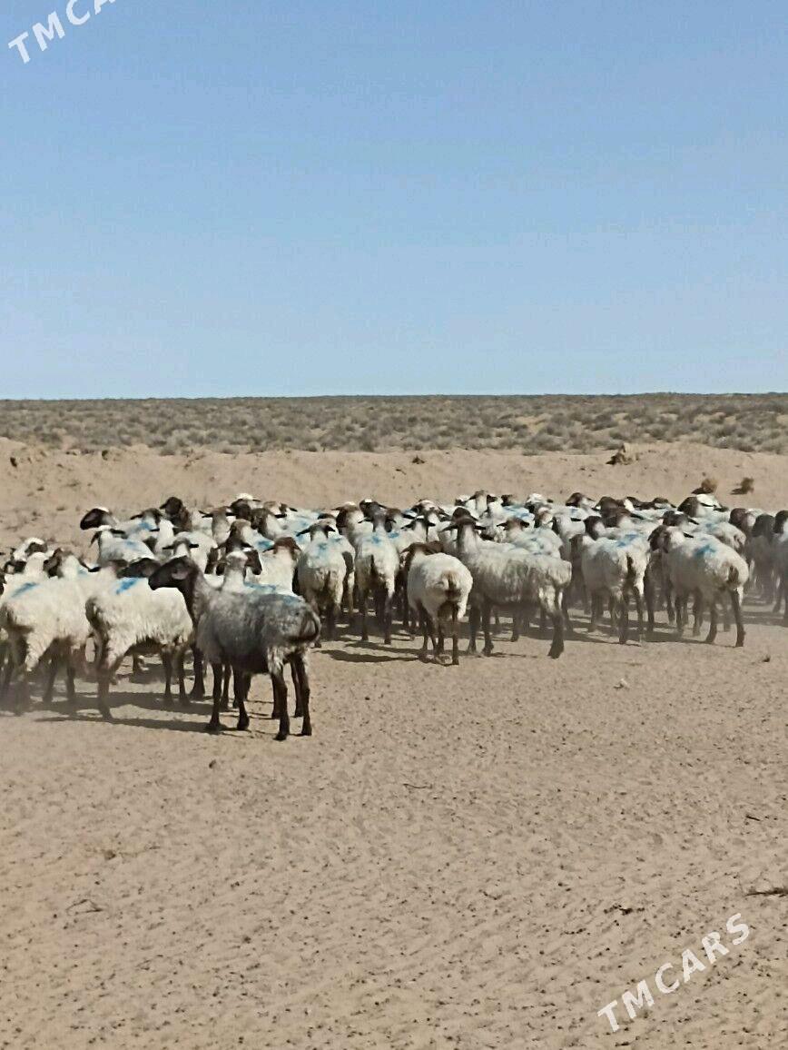 Goýunlar - Türkmenbaşy - img 2