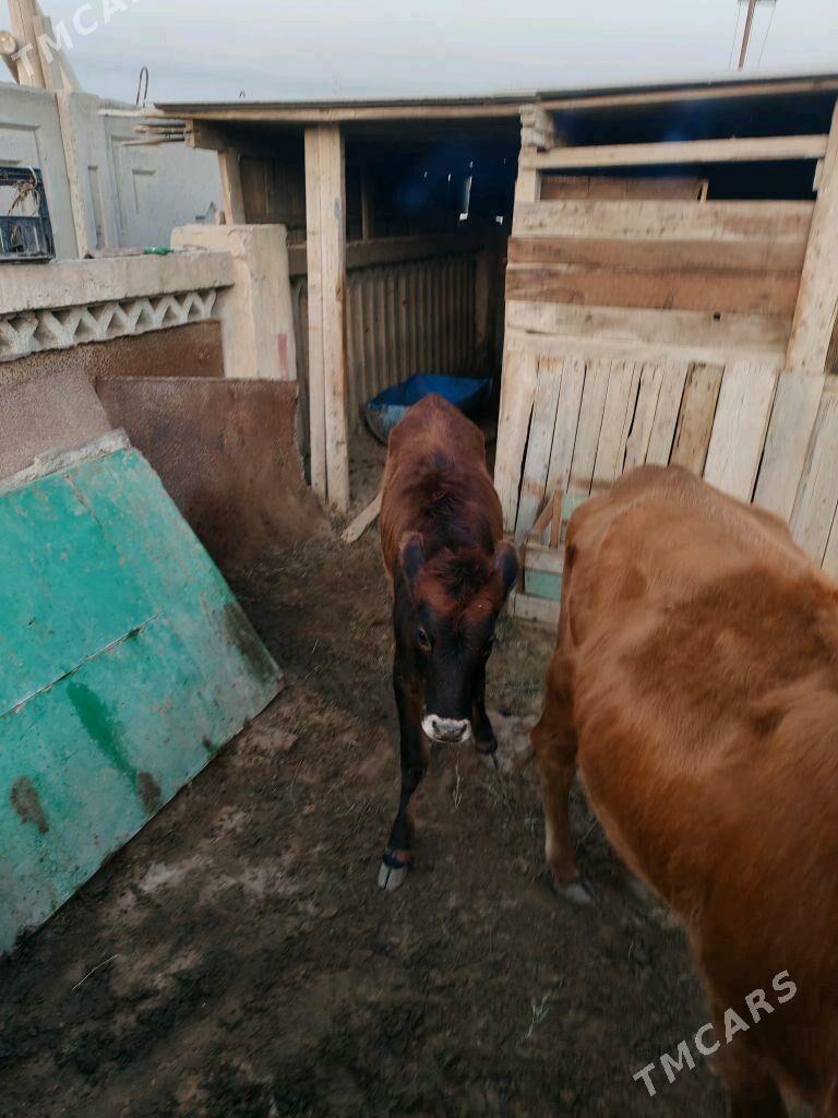 Sygyr/ карова с телёнком - Хазар - img 2