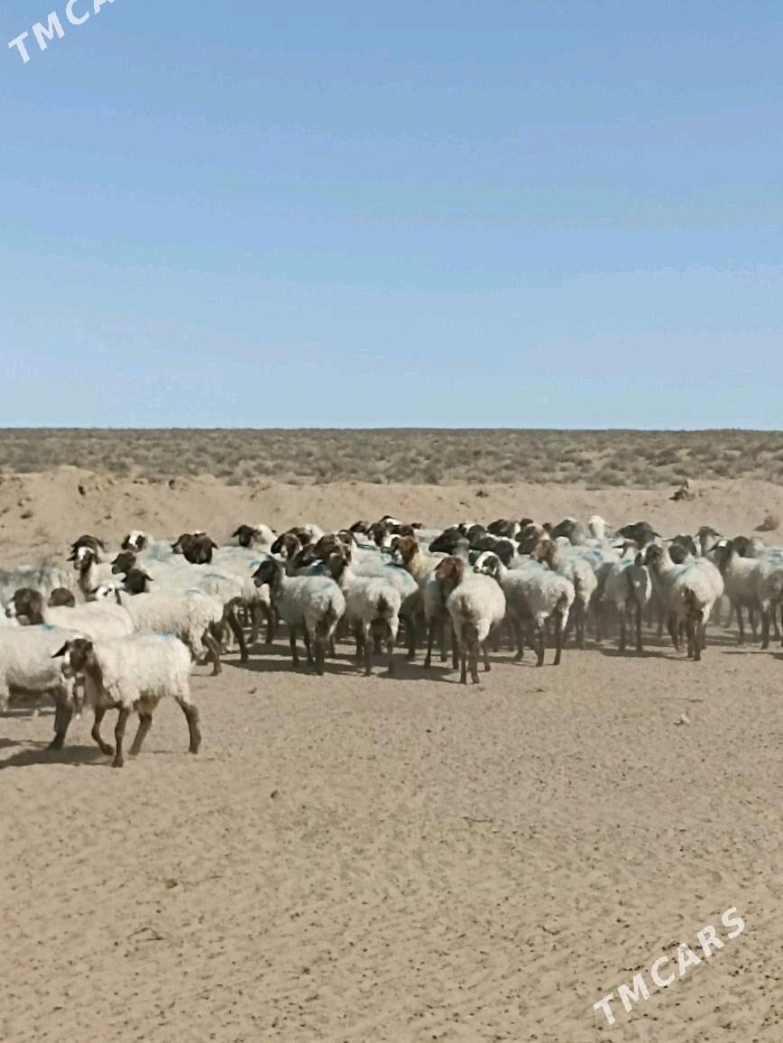 Goýunlar - Türkmenbaşy - img 3