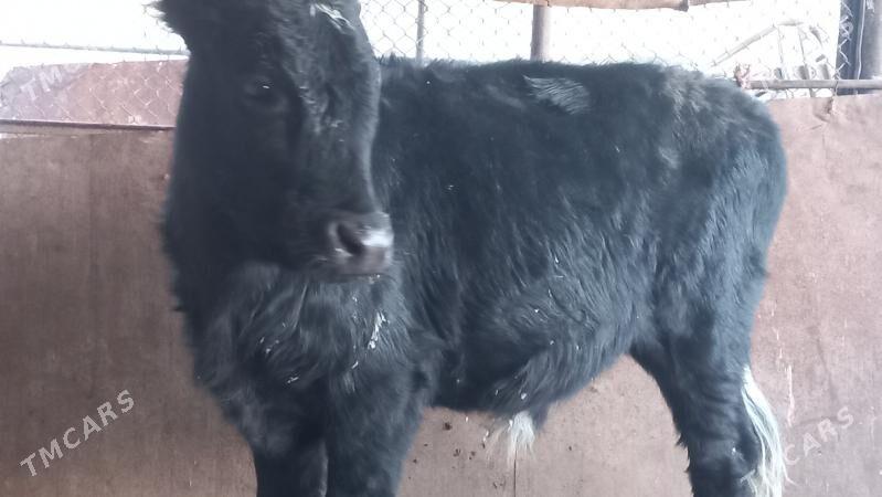 okuz - Gumdag - img 1