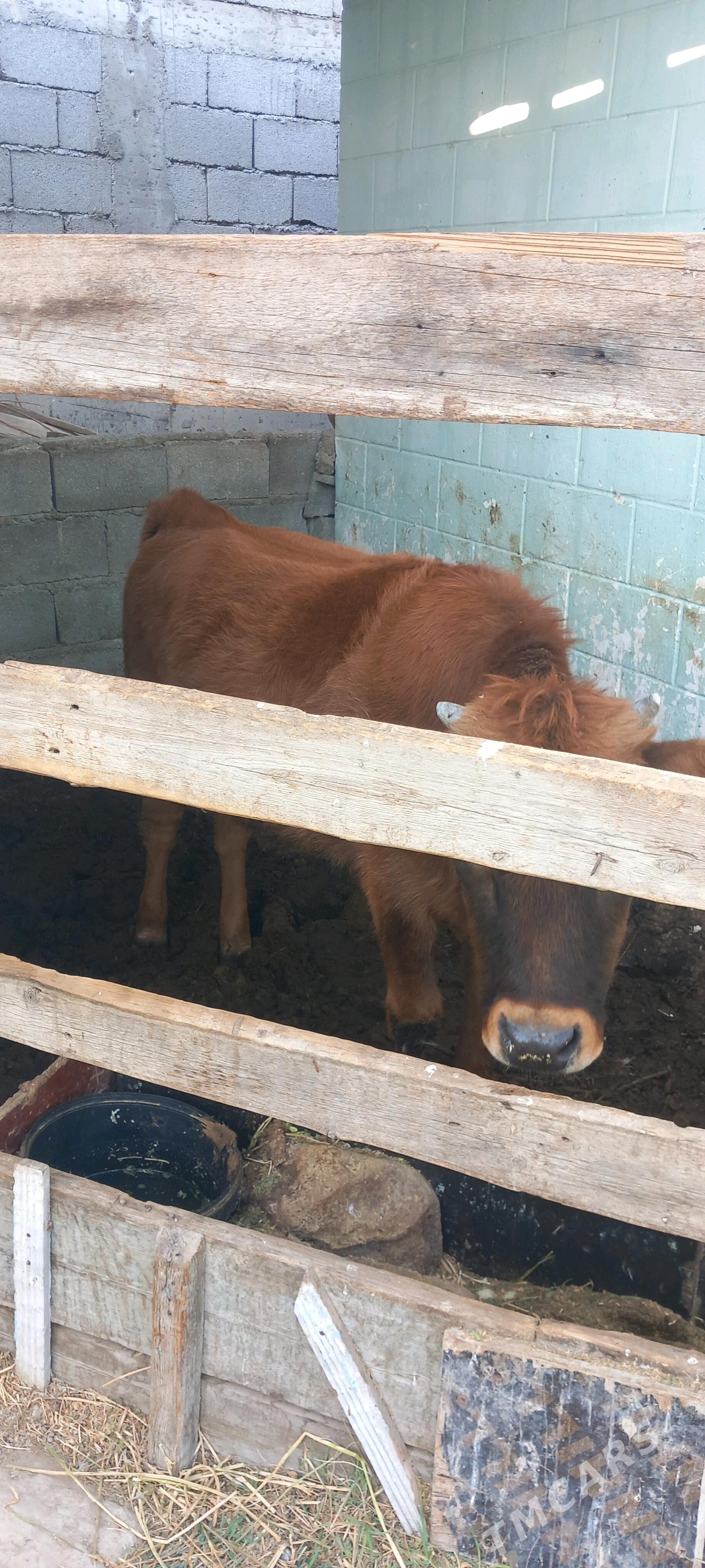 arassa swes tuwe - Büzmeýin - img 2