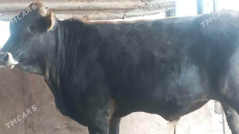 okuz - Gumdag - img 3