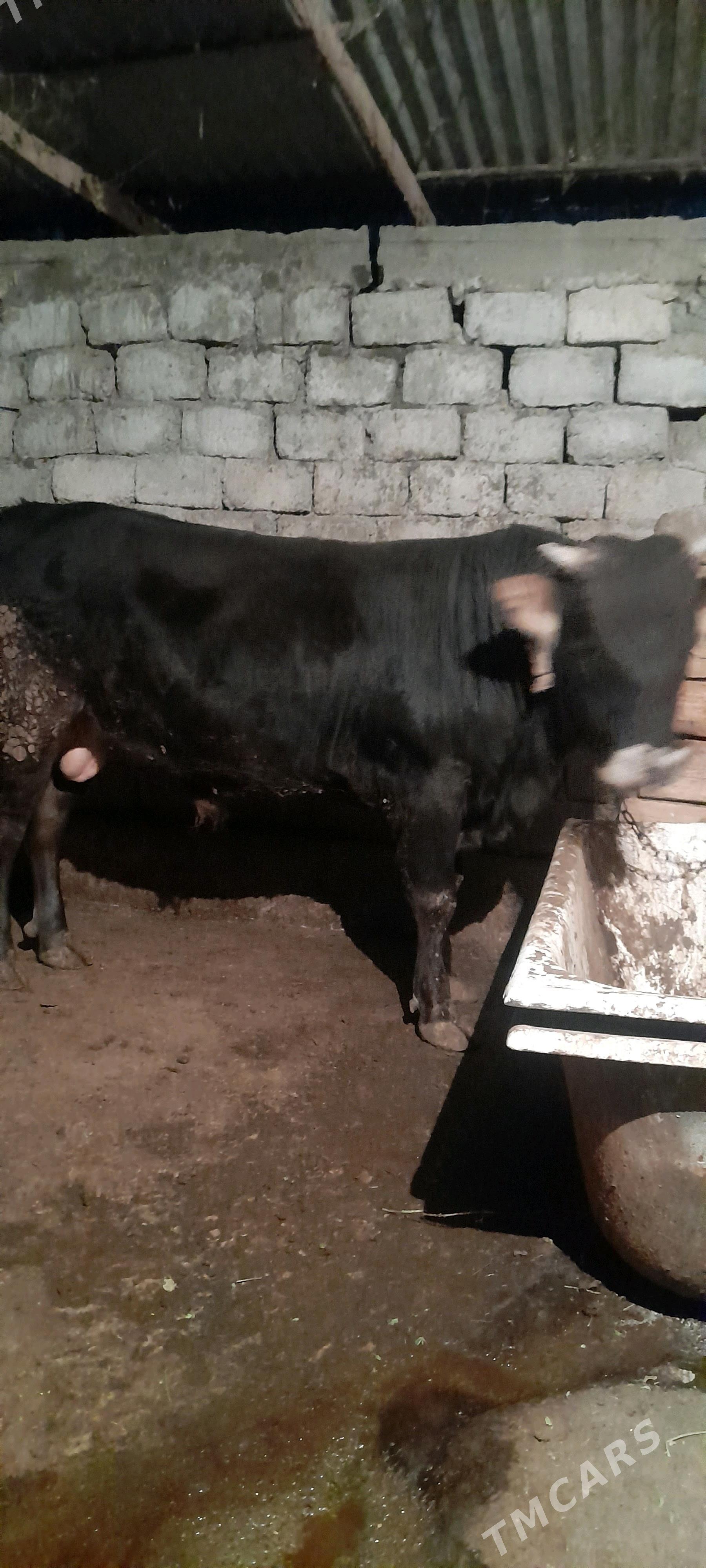 okuz - Aşgabat - img 2