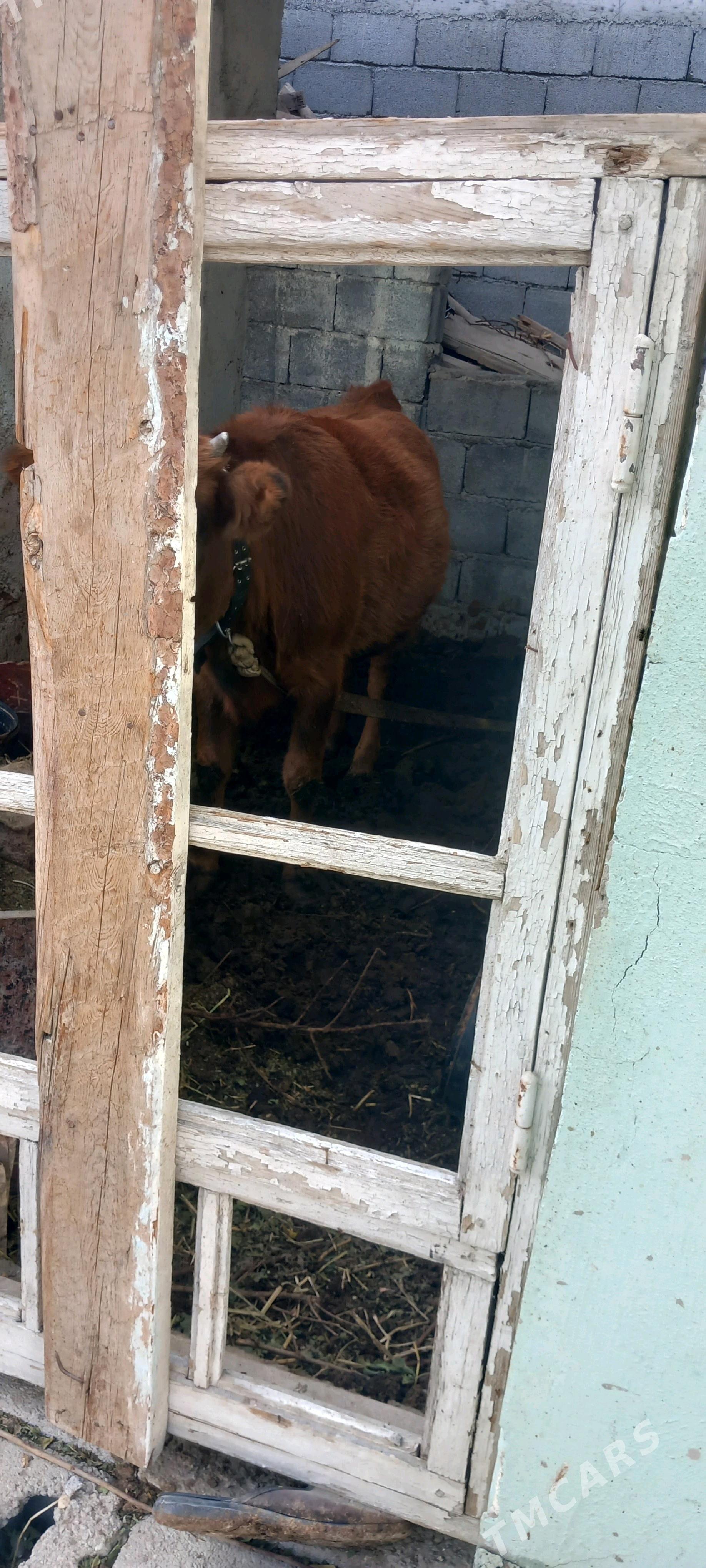 arassa swes tuwe - Büzmeýin - img 3