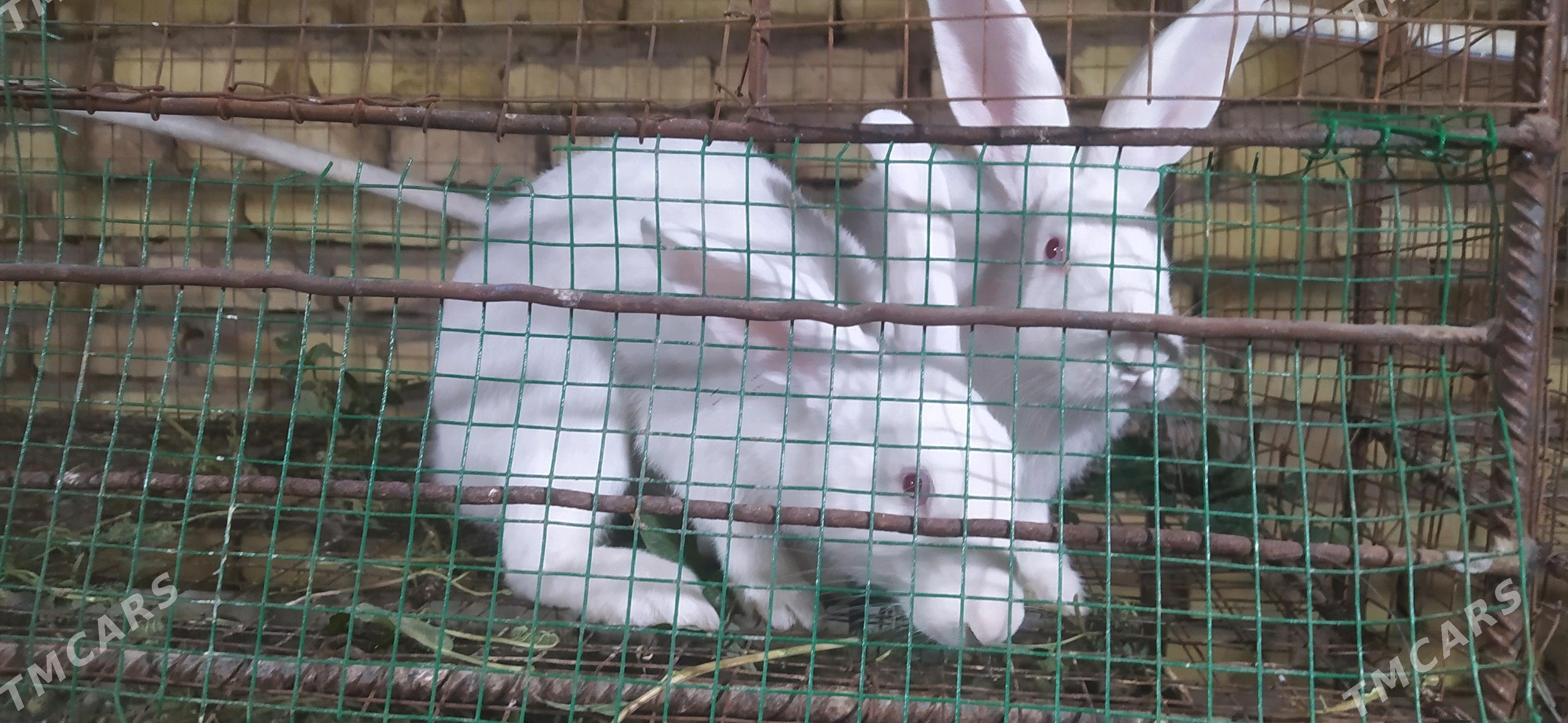 erkek towşan - Мары - img 2