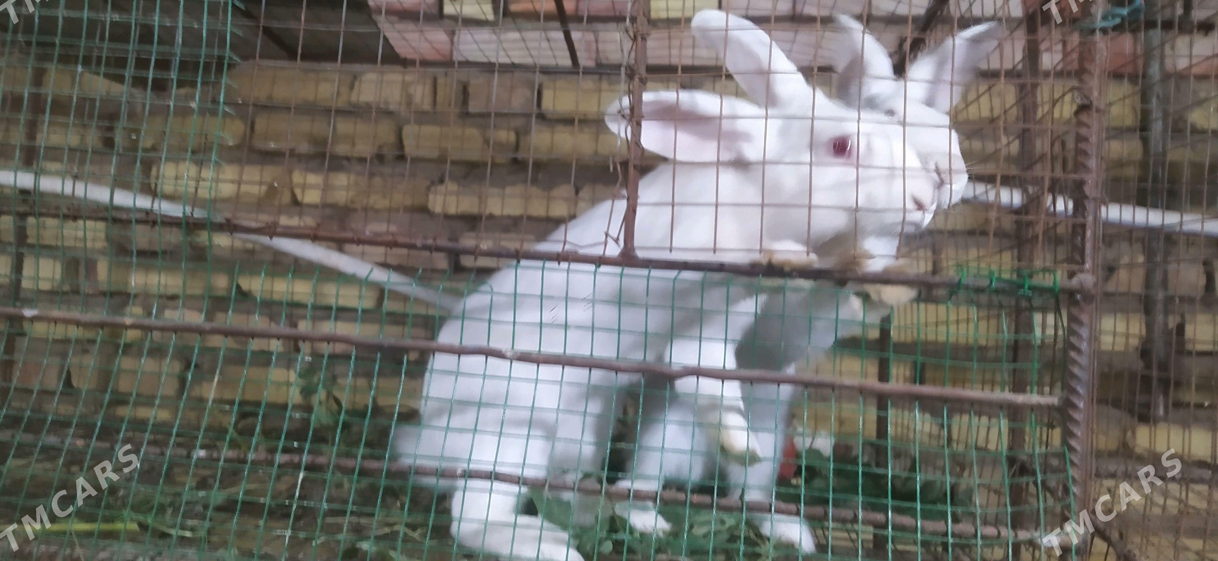 erkek towşan - Мары - img 3