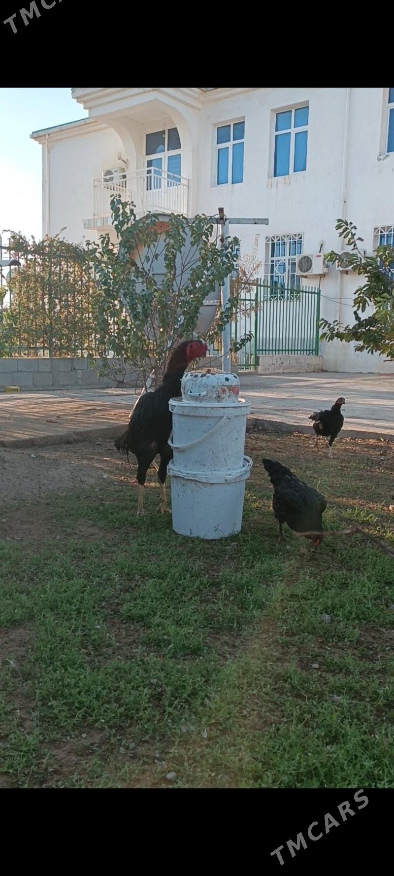 GULİBER Taşkent ýumurtgasy - Тязе заман - img 3