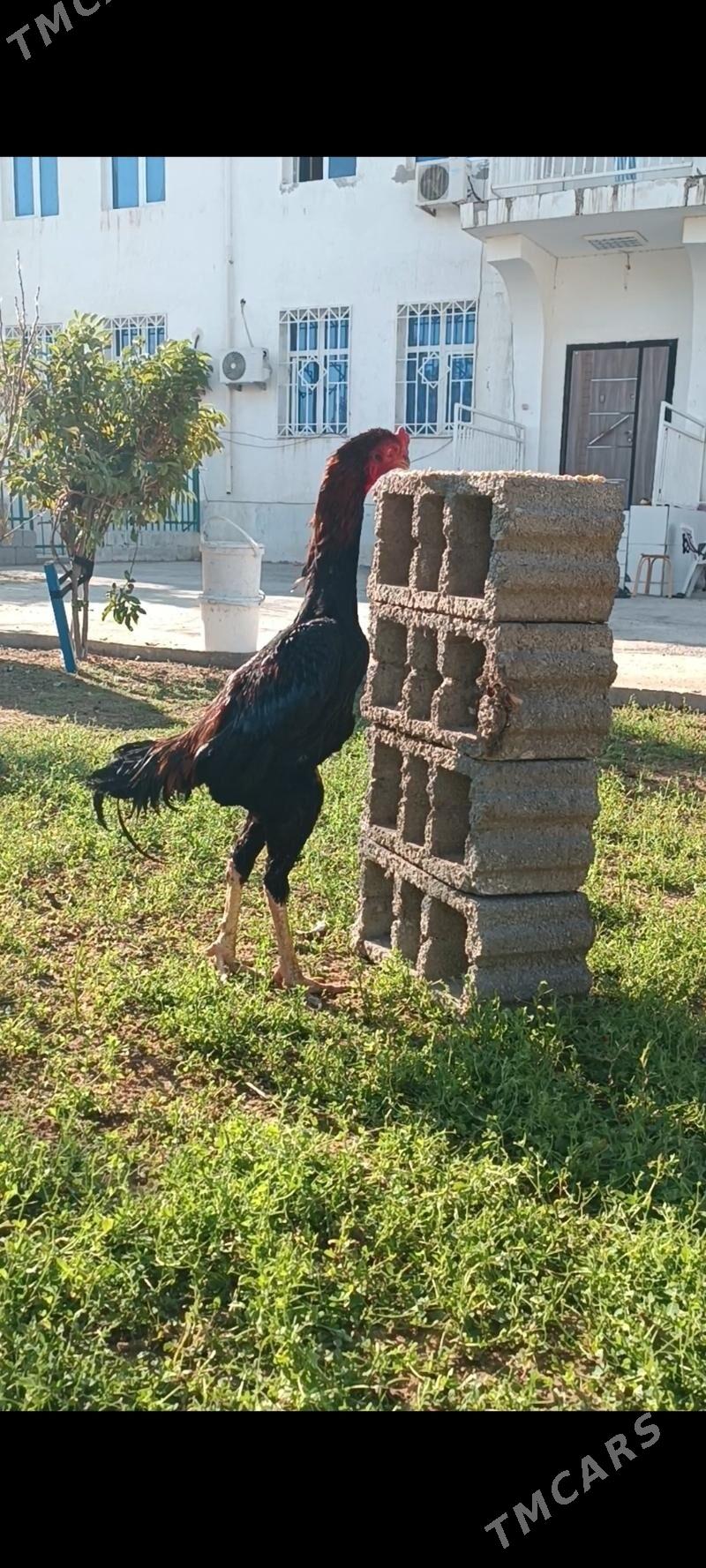 GULİBER Taşkent ýumurtgasy - Тязе заман - img 2