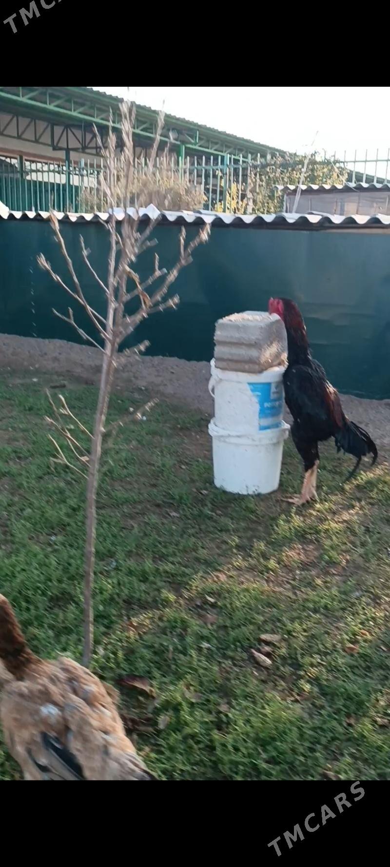 GULİBER Taşkent ýumurtgasy - Тязе заман - img 4