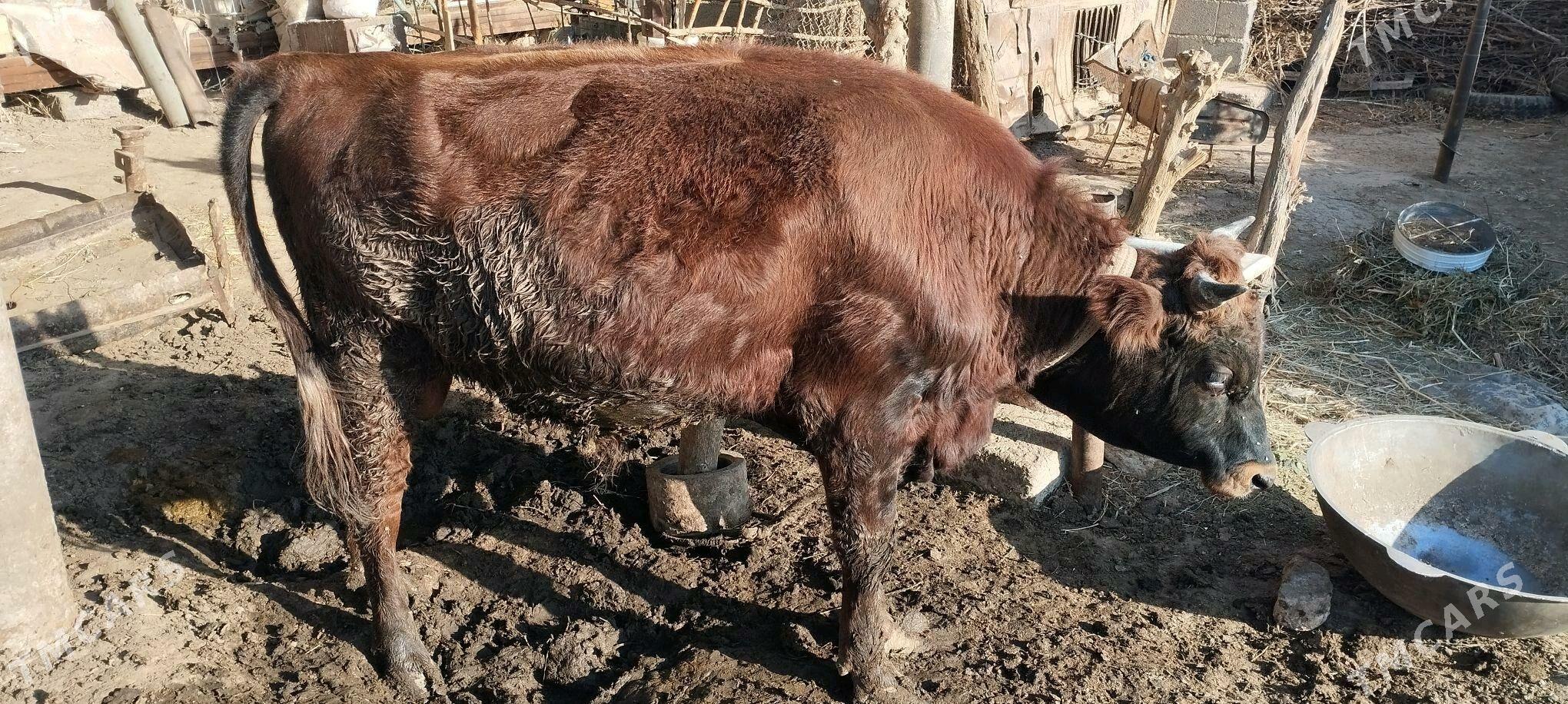 okuz - Babadaýhan - img 2