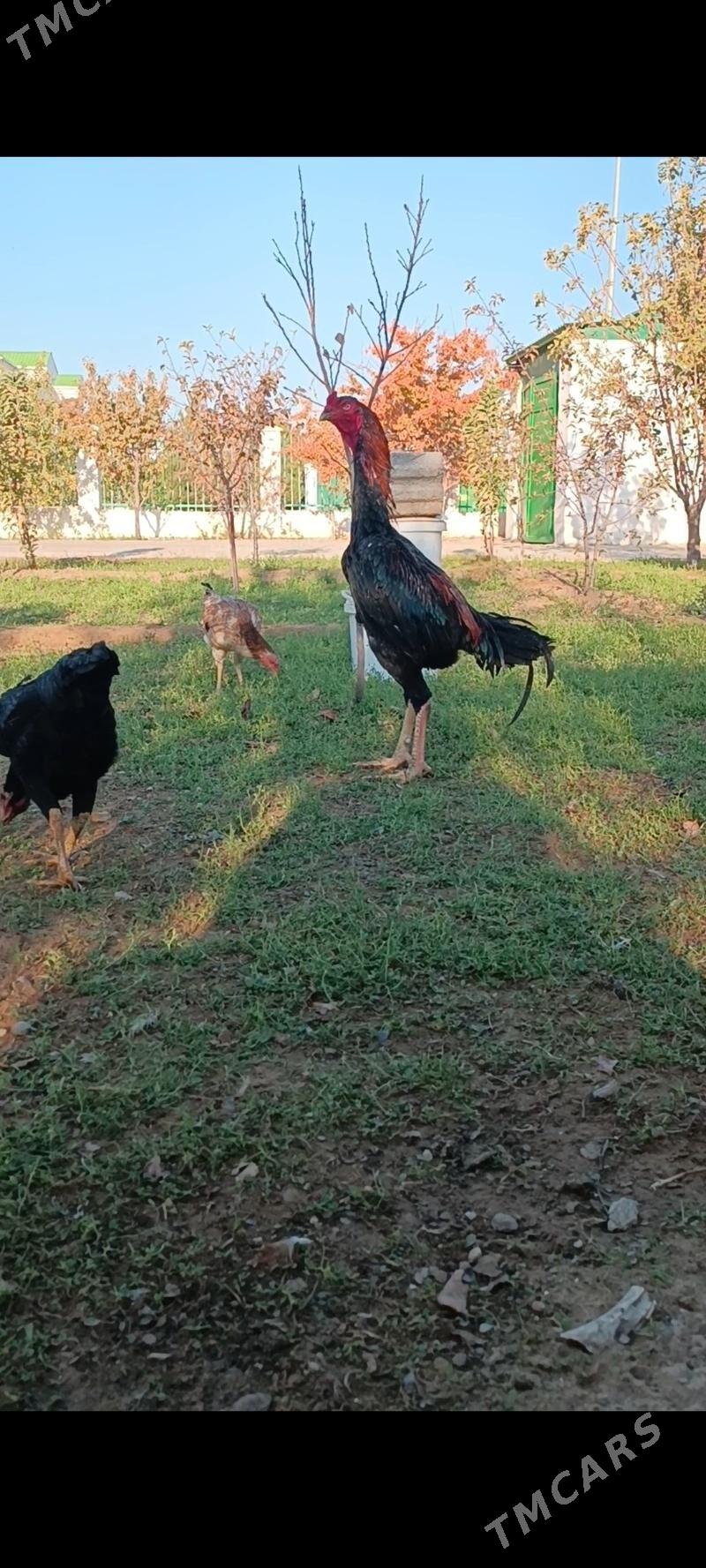 GULİBER Taşkent ýumurtgasy - Тязе заман - img 8