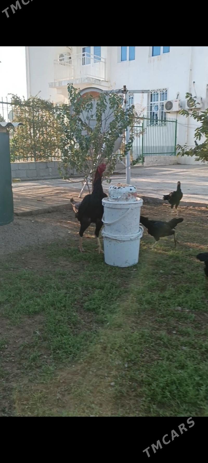 GULİBER Taşkent ýumurtgasy - Тязе заман - img 7