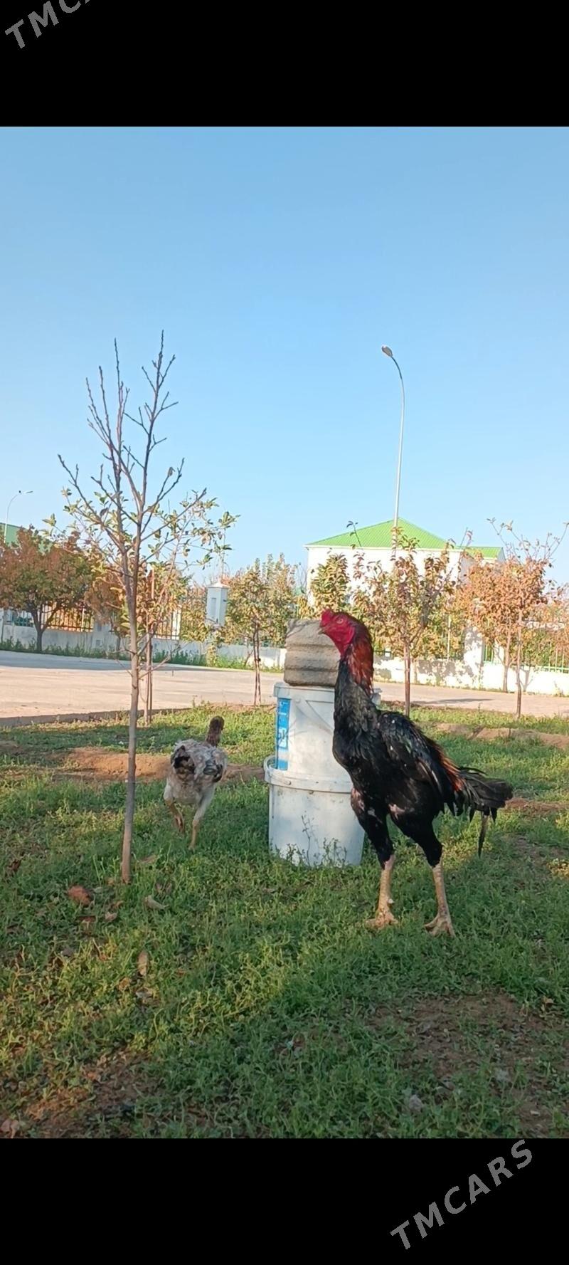 GULİBER Taşkent ýumurtgasy - Тязе заман - img 9