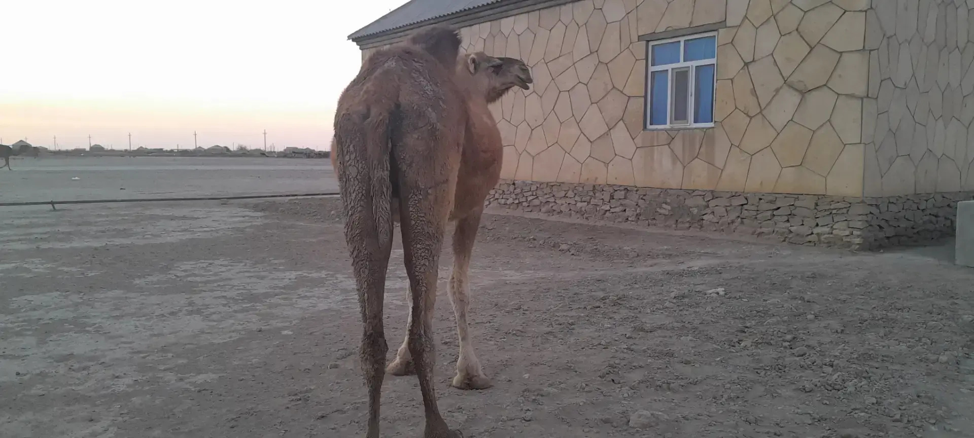 Torumly düýe - Этрек - img 2