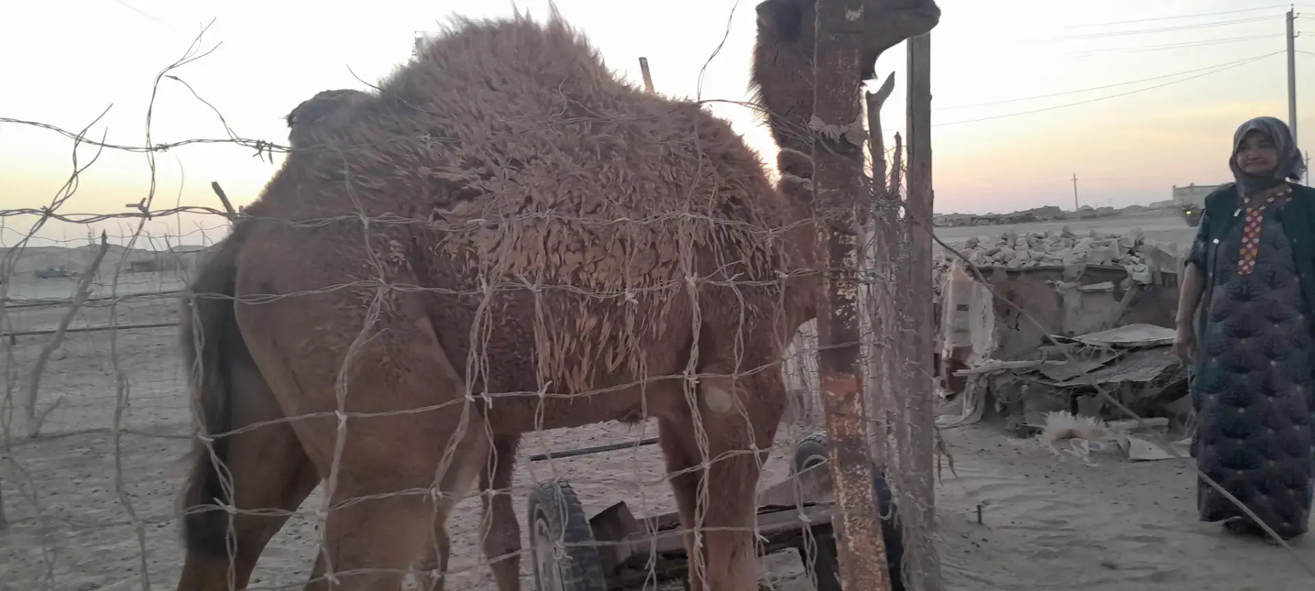 Torumly düýe - Этрек - img 3