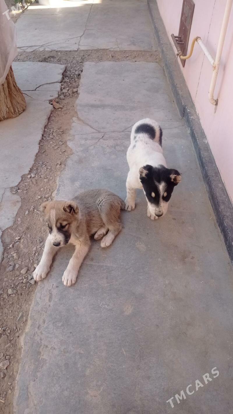 Alabaý - Мары - img 4