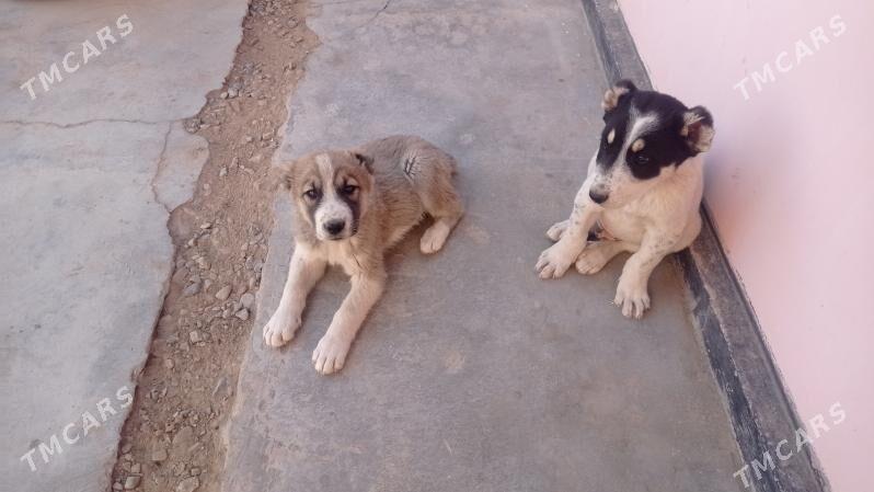 Alabaý - Мары - img 6