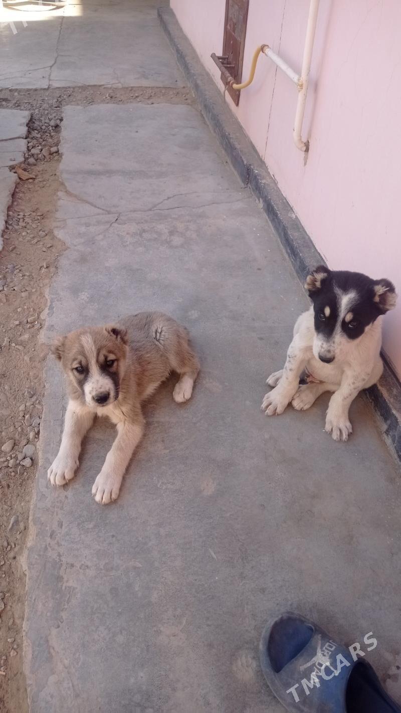 Alabaý - Мары - img 7