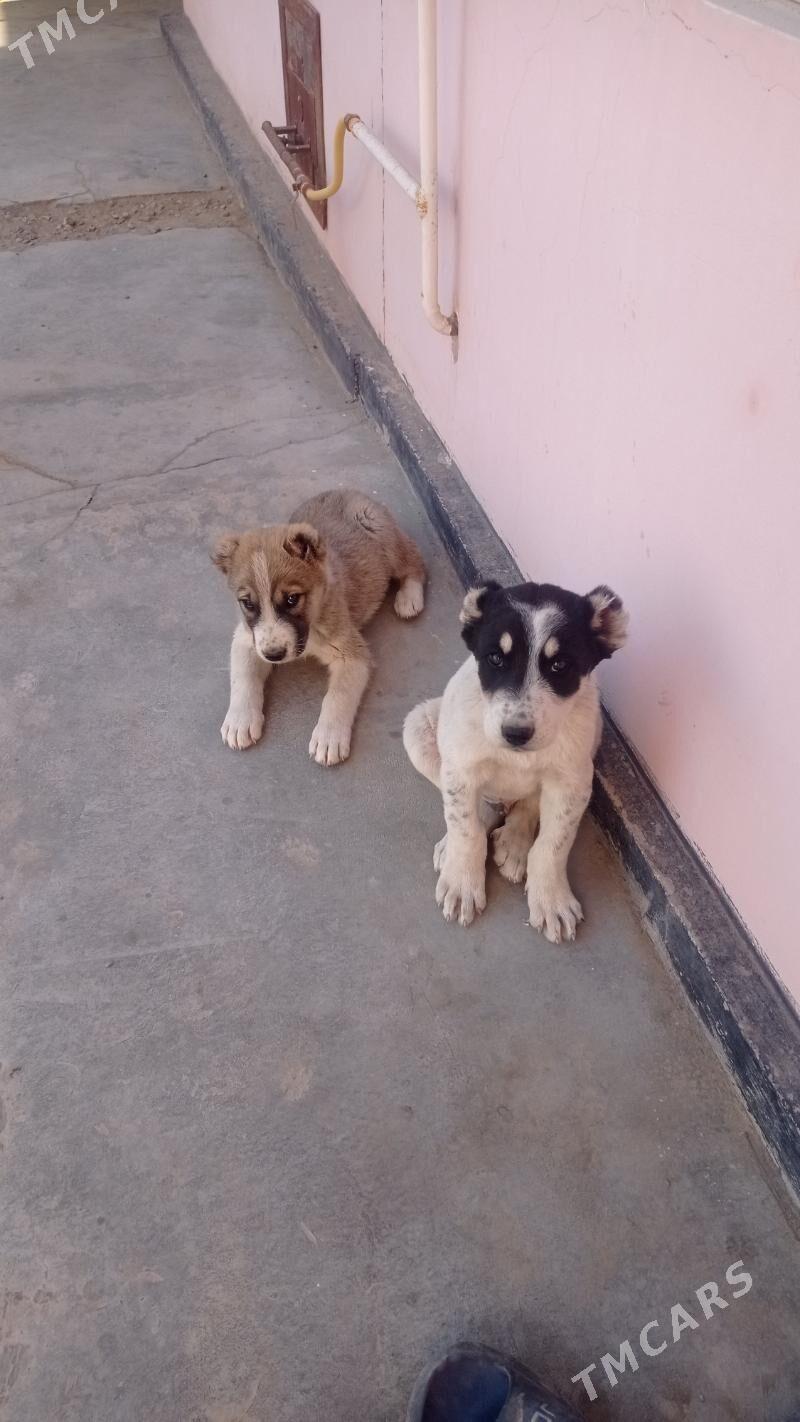 Alabaý - Мары - img 8