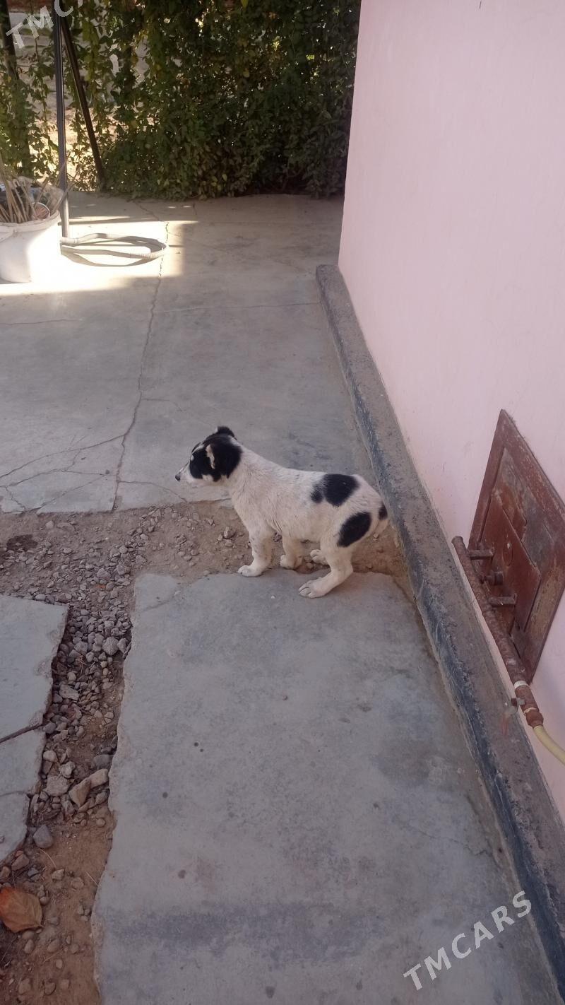 Alabaý - Мары - img 2