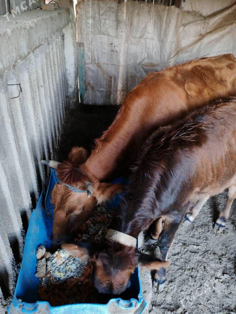 Sygyr/ карова с телёнком - Хазар - img 5