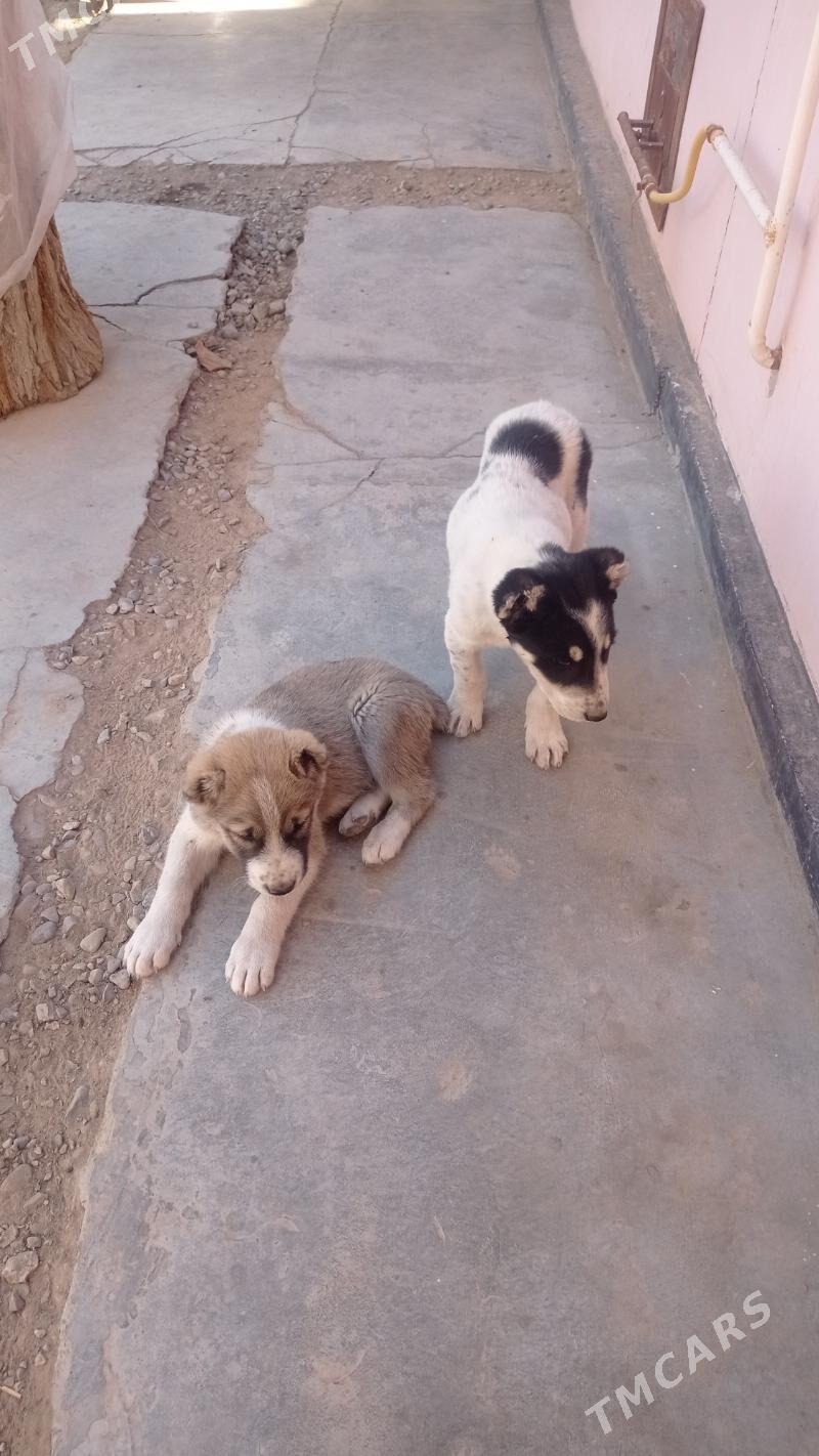 Alabaý - Мары - img 5