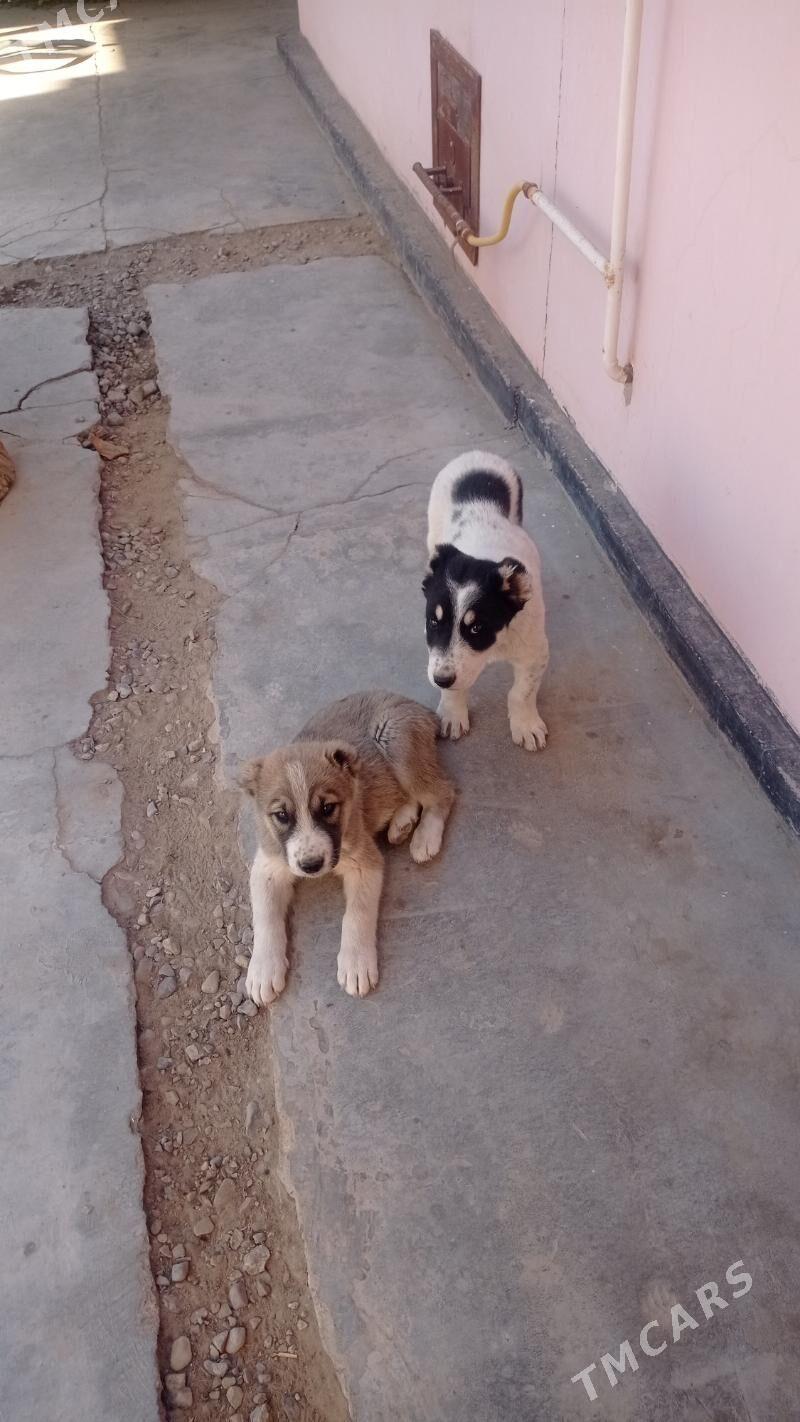 Alabaý - Мары - img 3