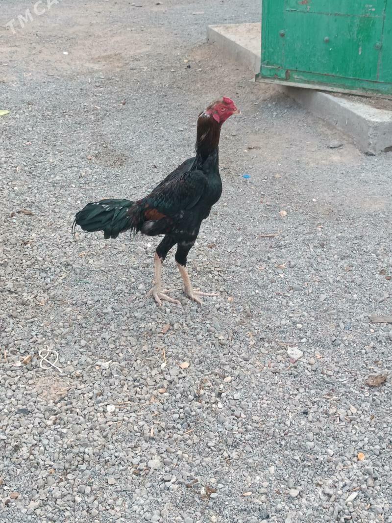 Taskent - Анев - img 3