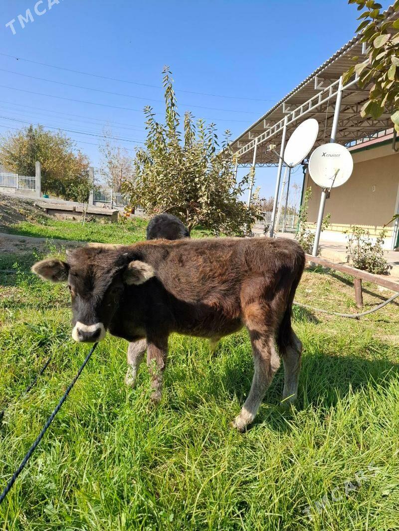 Šwes okuz - Bagyr - img 2