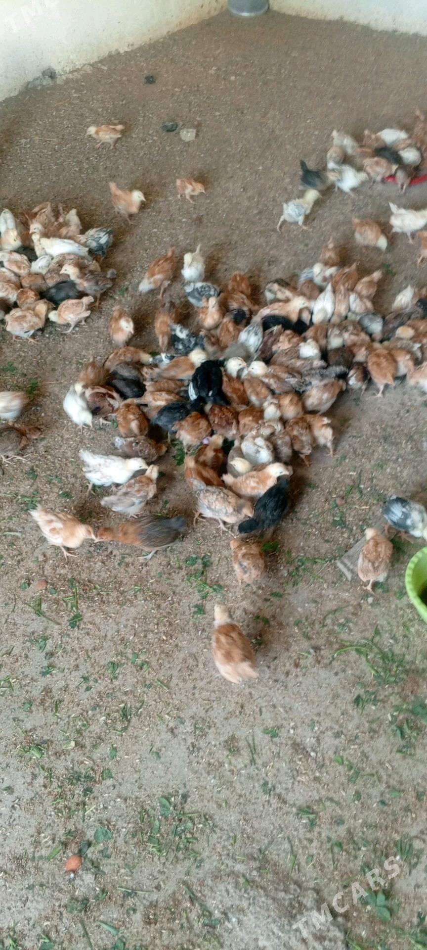 juje gyzyl reňkli - Gökdepe - img 4