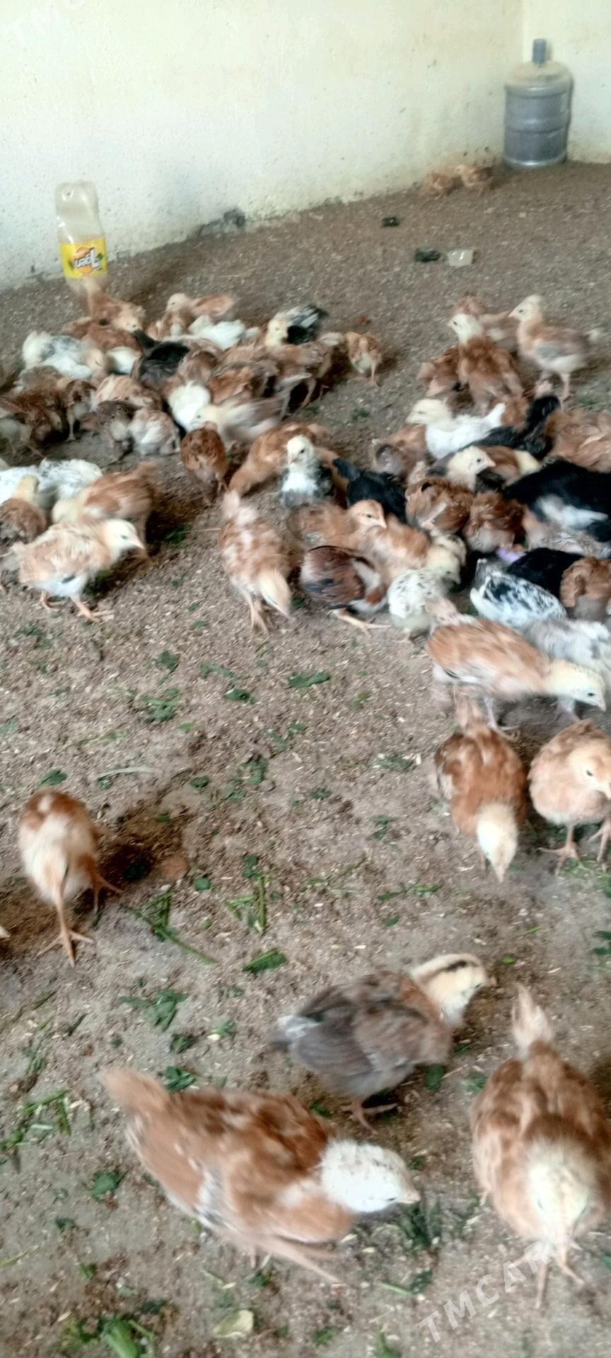 juje gyzyl reňkli - Gökdepe - img 2