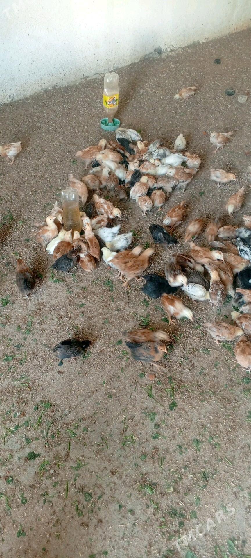 juje gyzyl reňkli - Gökdepe - img 1