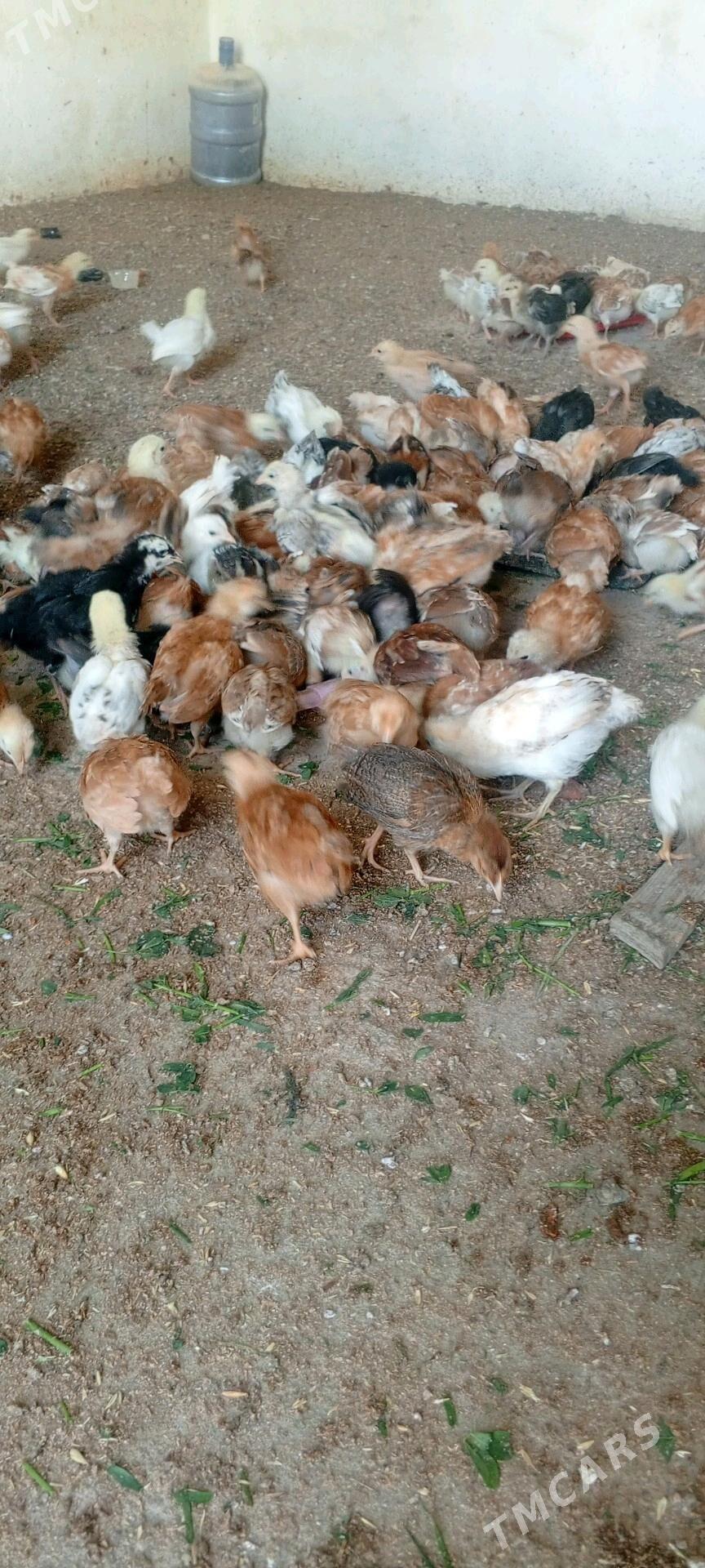 juje gyzyl reňkli - Gökdepe - img 3