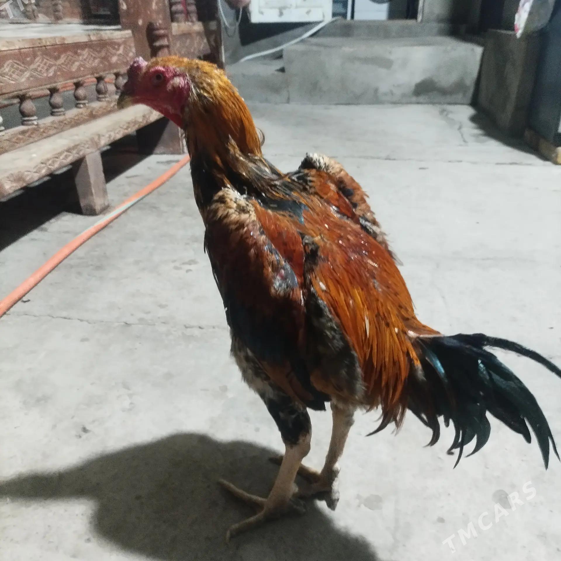 BAYES - Türkmenabat - img 3