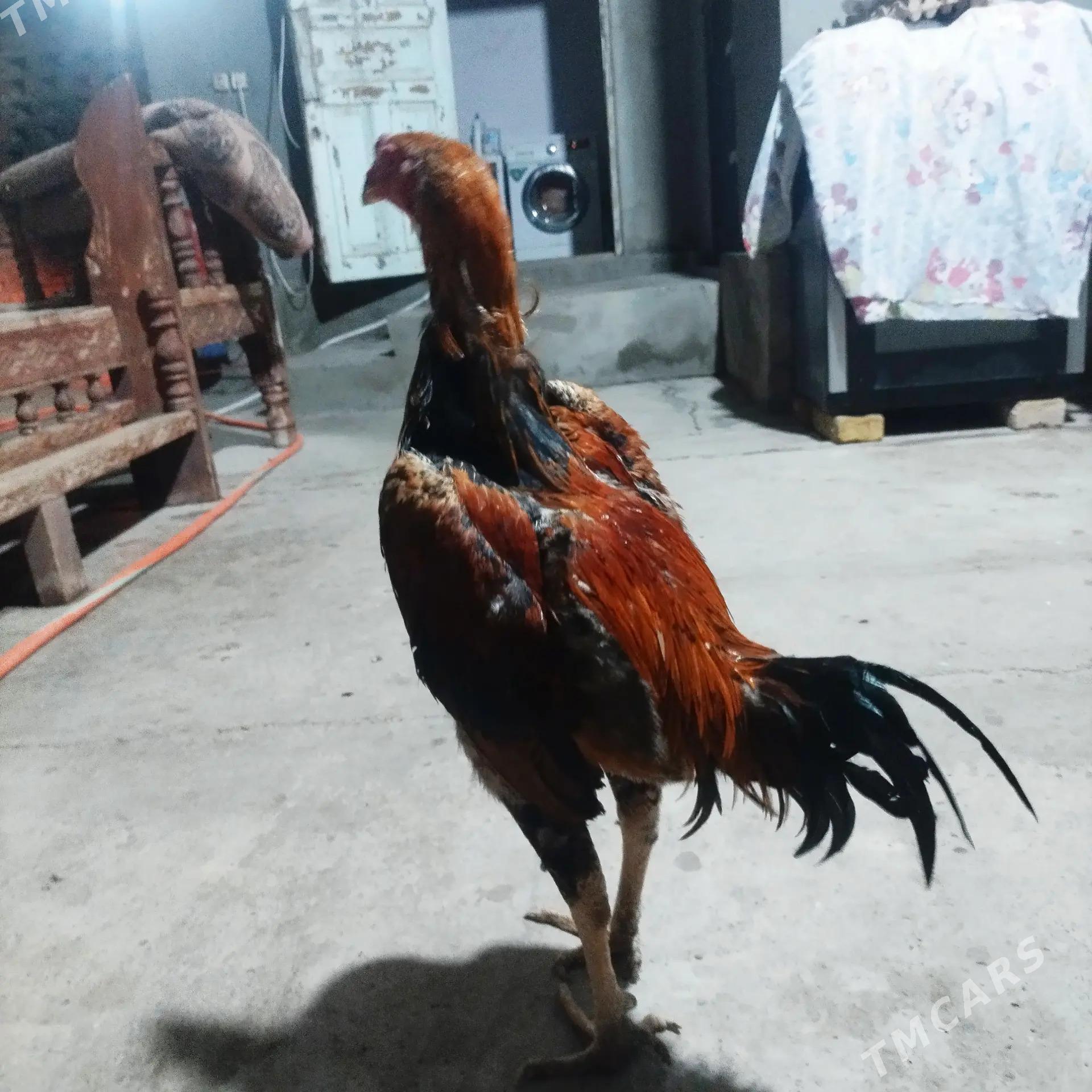 BAYES - Türkmenabat - img 5