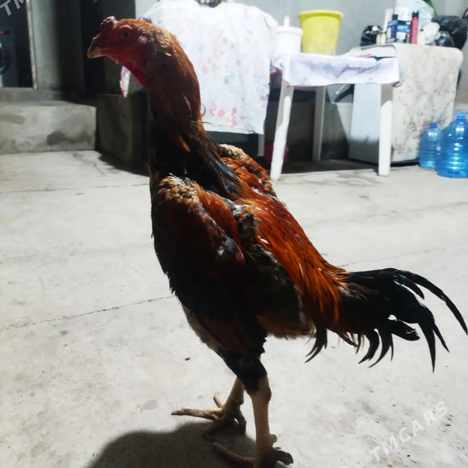 BAYES - Türkmenabat - img 4