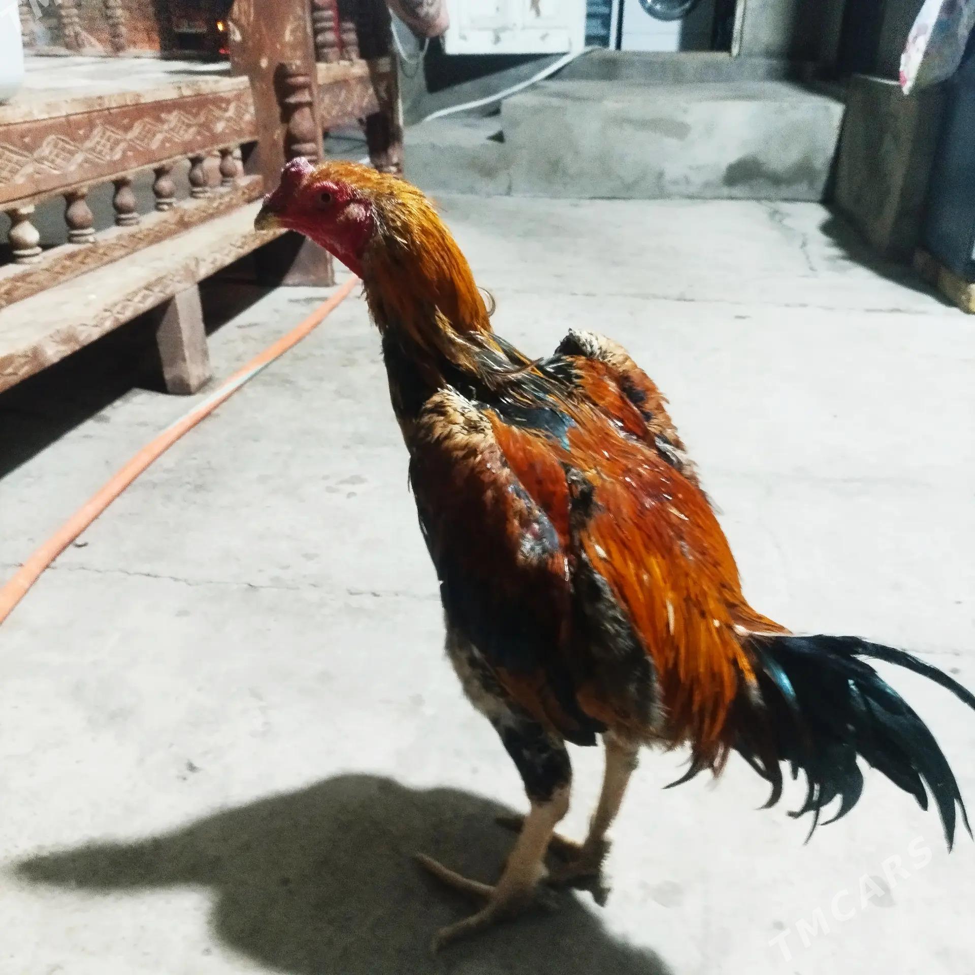 BAYES - Türkmenabat - img 2