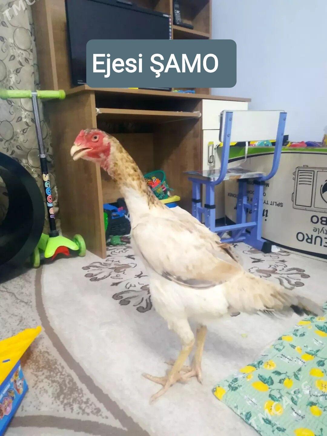 BAYES - Türkmenabat - img 7