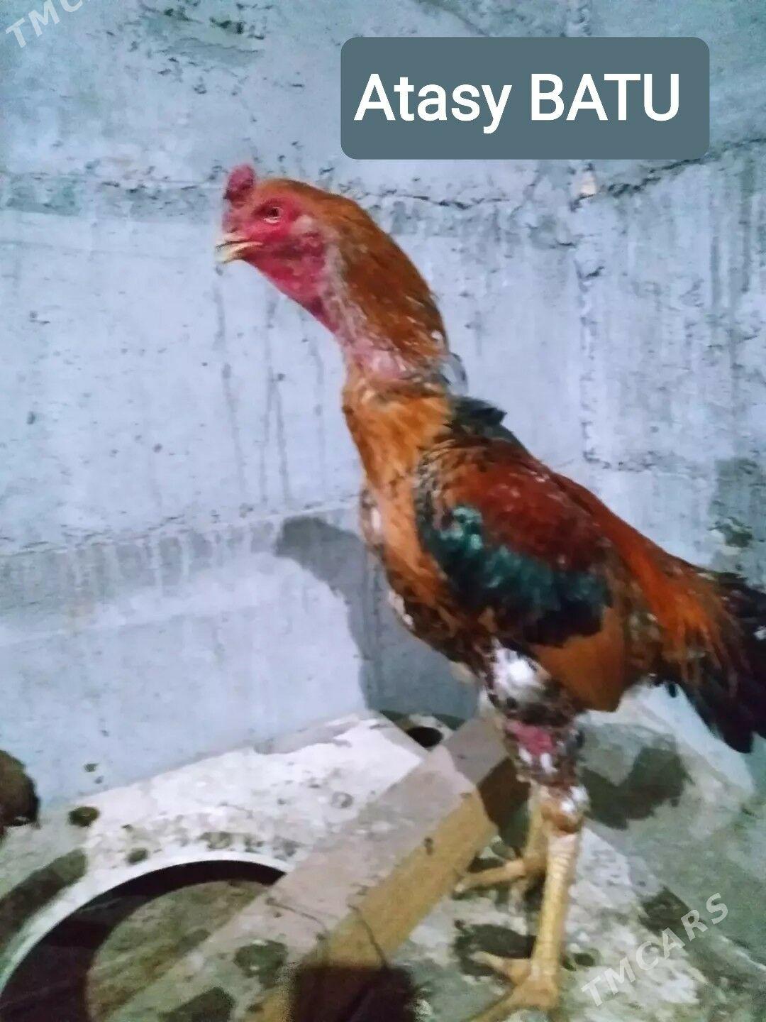 BAYES - Türkmenabat - img 6