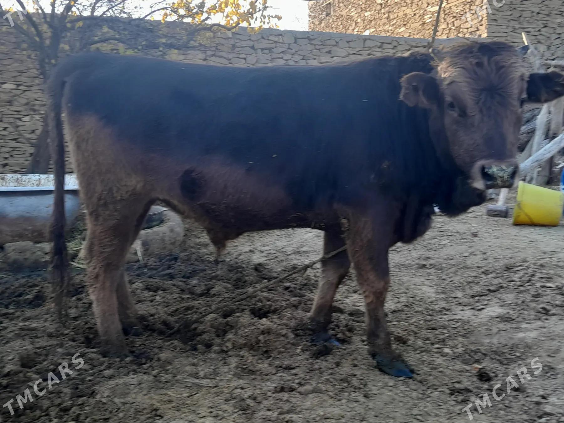 goleler - Bäherden - img 2