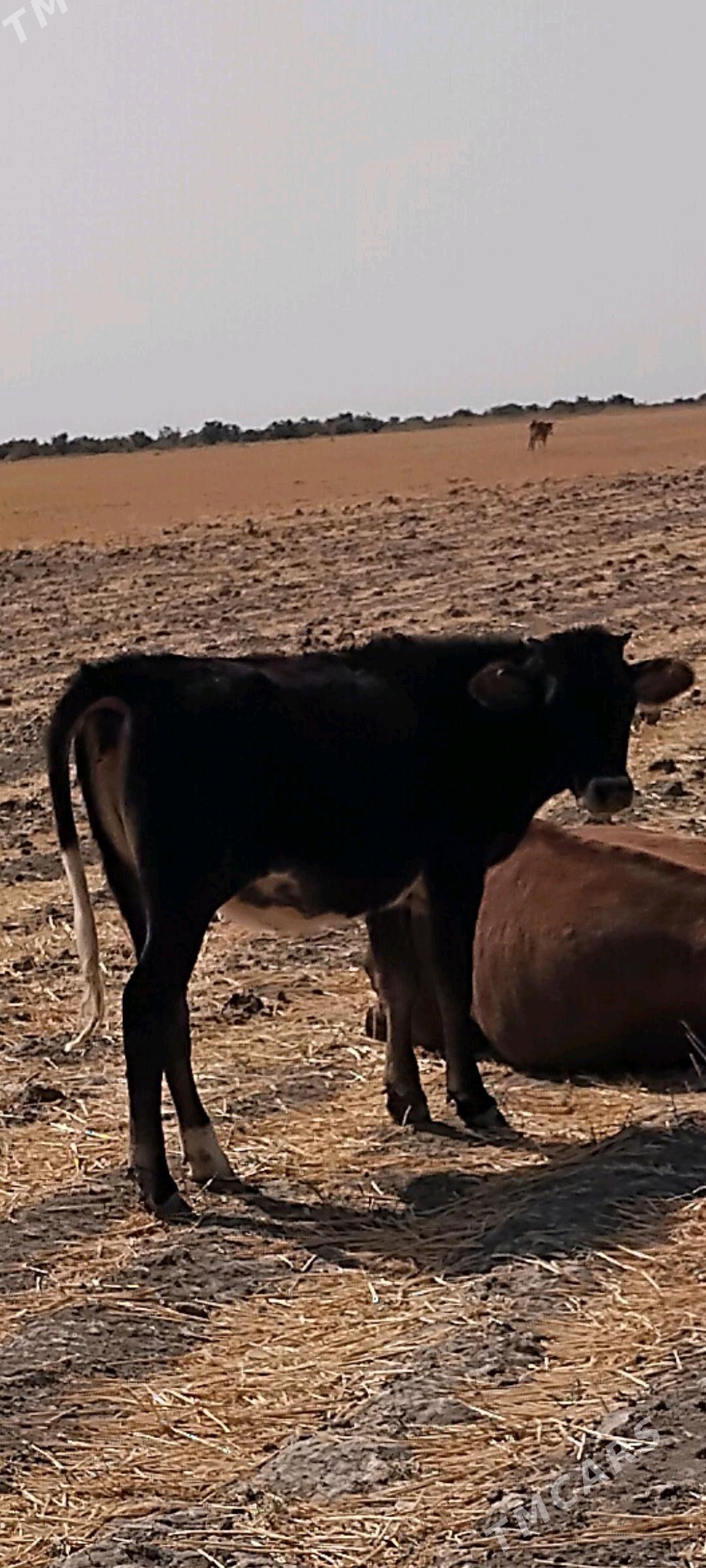 tüwe - Kaka - img 2