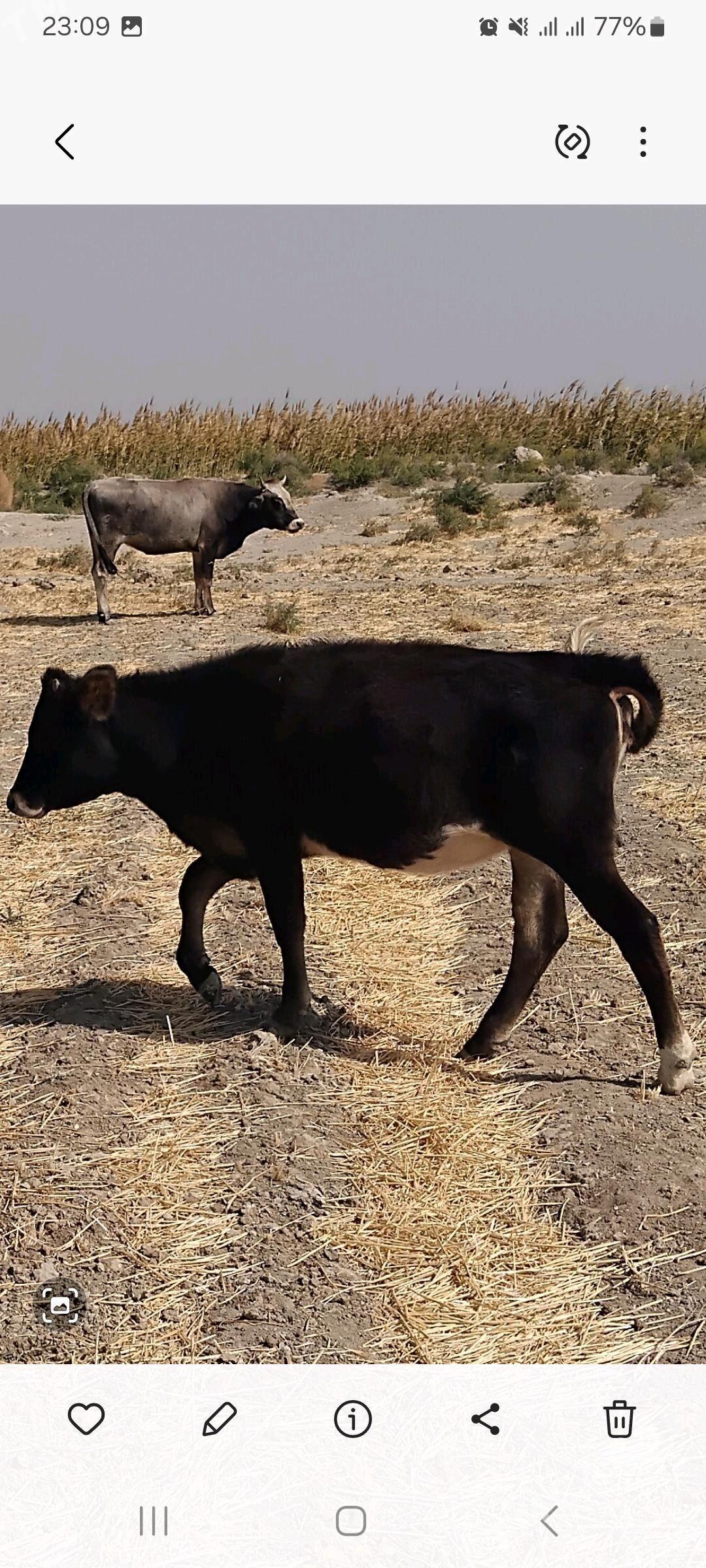 tüwe - Kaka - img 3