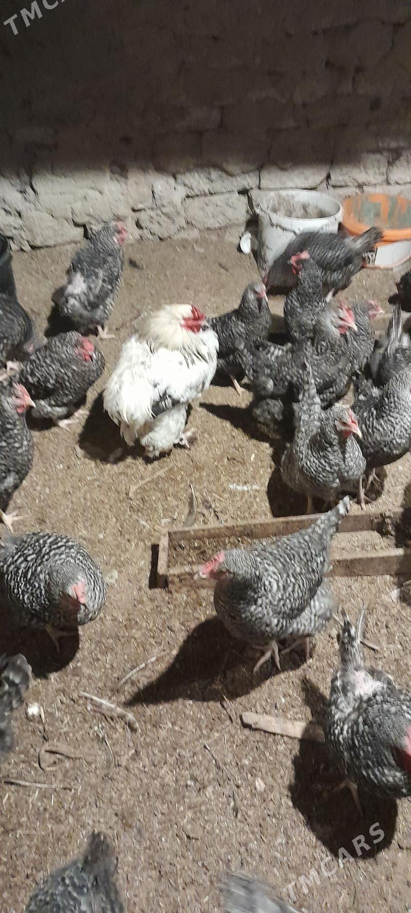 dominant towuk - Чоганлы - img 2