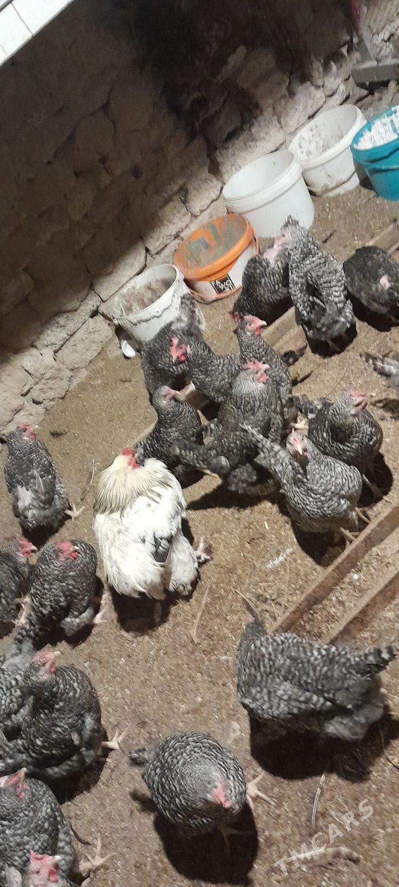 dominant towuk - Чоганлы - img 3