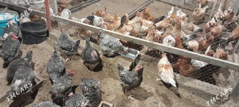 dominant towuk - Чоганлы - img 4