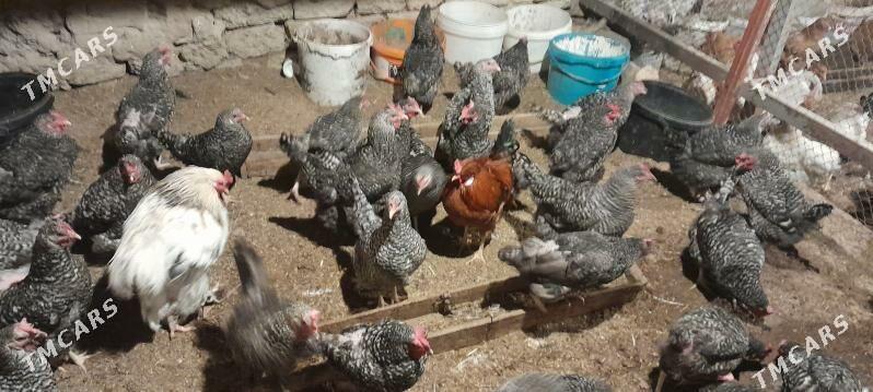 dominant towuk - Чоганлы - img 5