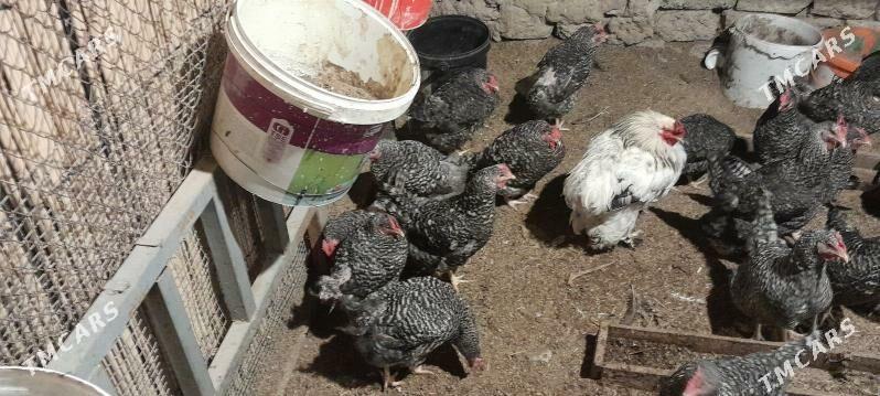 dominant towuk - Чоганлы - img 1