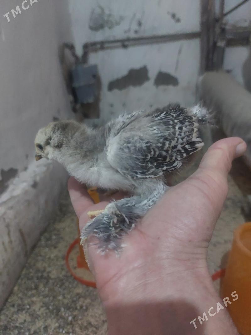 Балгар жуйже - Гёкдже - img 1